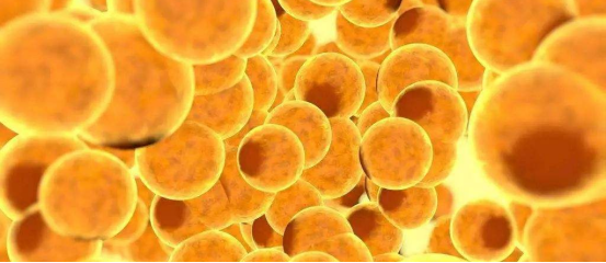 脂肪在默默保護(hù)你：脂肪細(xì)胞可產(chǎn)生一種抑制肝癌的激素！