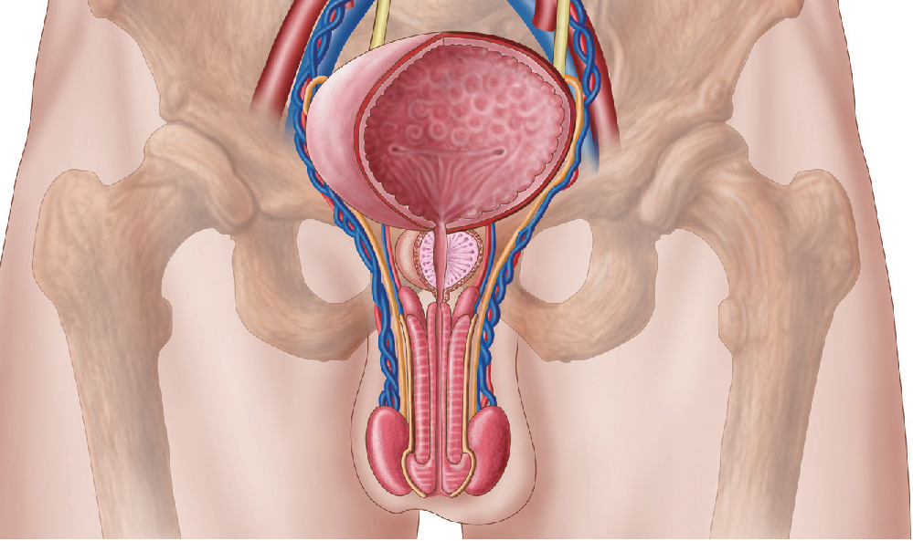 關注男性健康，讓“男”題不再是難題！