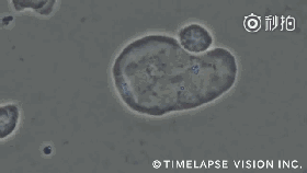 1667871904151320.gif 2.gif