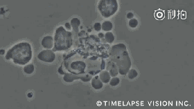 1667871925141465.gif 3.gif