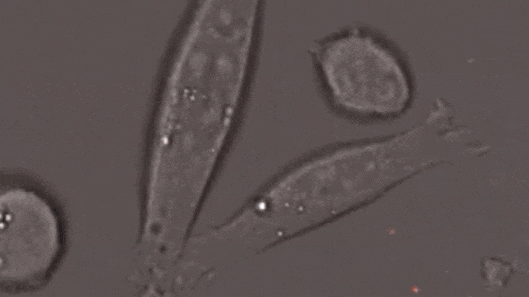 1687318548136886.gif 微信圖片_20230615104157.gif