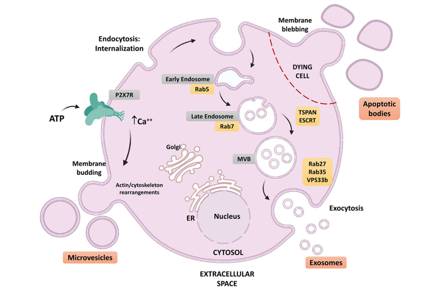 1689998275169864.png 640 (4).png