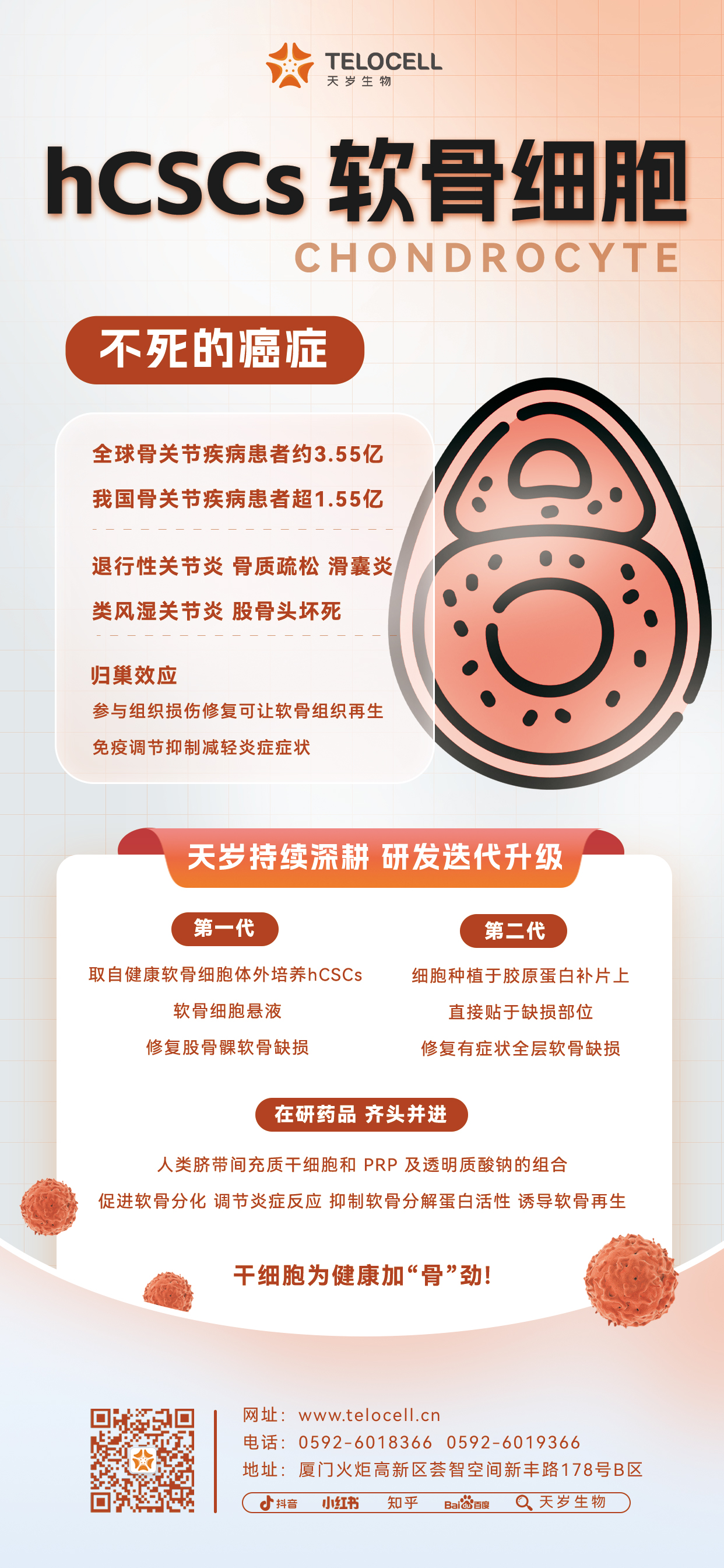 20230818 hCSCs 軟骨細(xì)胞.jpg