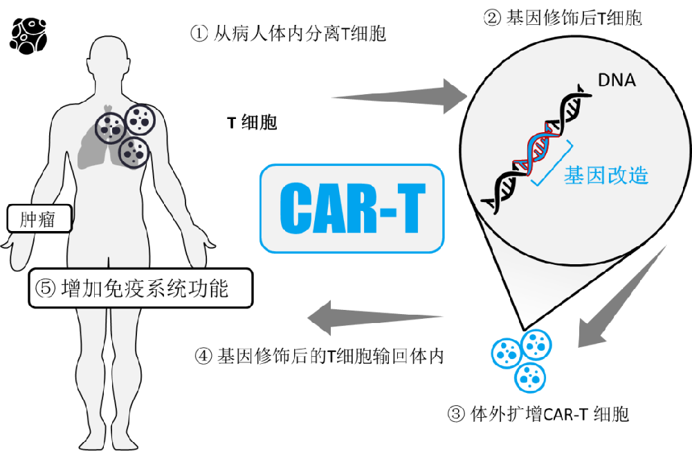 國際癌癥論壇：免疫細胞療法是最有希望的治癌手段！