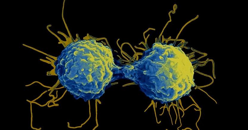 1725873051325405.jpg T細(xì)胞.jpg