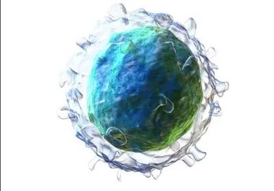 1725873080641275.jpg B細(xì)胞.jpg